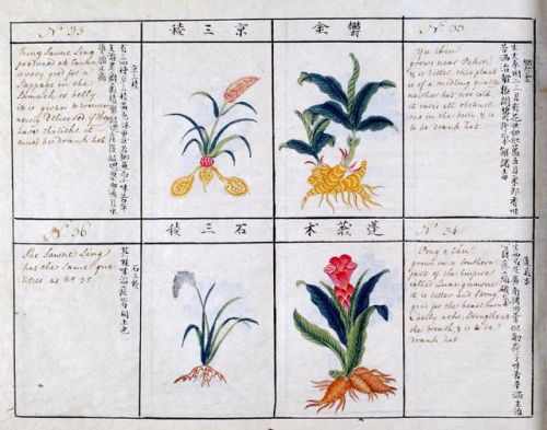 洛克王国紫藤的快速收集方法(洛克王国紫藤可掉落吗)插图11