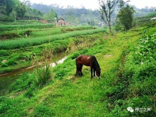 呼兰附近公墓排名前十(呼兰是谁)插图5 呼兰附近公墓排名前十(呼兰是谁)插图5