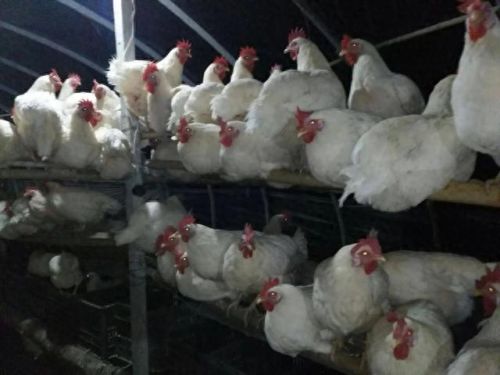 僵尸鸡(僵尸鸡电影)插图11