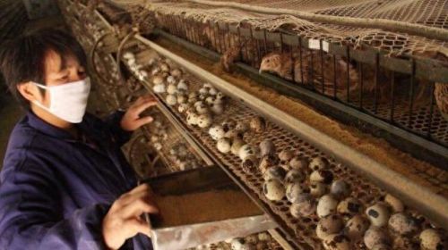 牧场养什么最赚钱(牧场养殖赚钱的app)插图2 牧场养什么最赚钱(牧场养殖赚钱的app)插图2