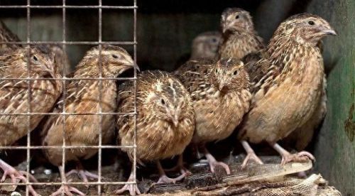 牧场养什么最赚钱(牧场养殖赚钱的app)插图 牧场养什么最赚钱(牧场养殖赚钱的app)插图