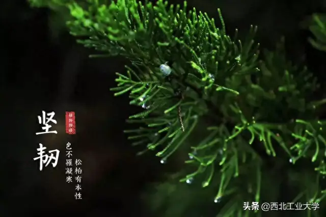 翱翔门户(翱翔门户登录入口)插图