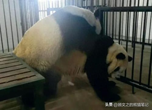 七仔表情(七仔翻白眼照片)插图7 七仔表情(七仔翻白眼照片)插图7