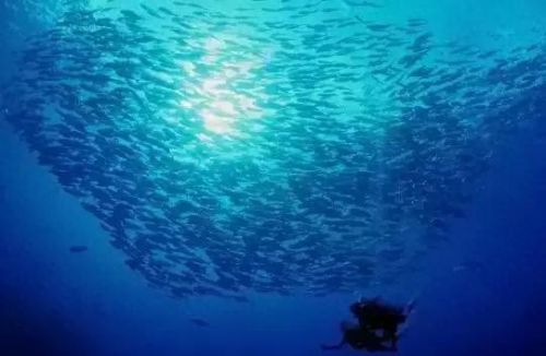 牛奶鱼群汤(牛奶麻酱汤做法大全)插图12 牛奶鱼群汤(牛奶麻酱汤做法大全)插图12