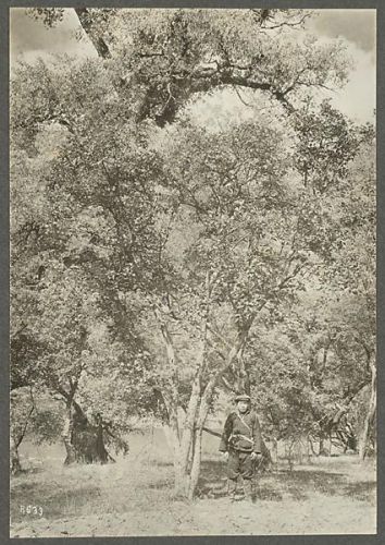 洛克王国紫藤的快速收集方法(洛克王国紫藤可掉落吗)插图36