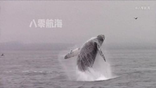 生活在海里真正的鱼(不是所有的鱼都生活在海里)插图3