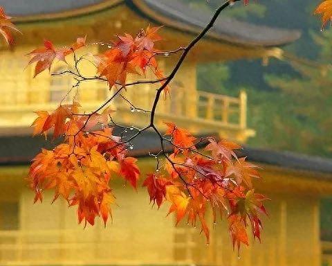 萧萧宵征枫叶在公蚂蚁庄园(萧萧游戏解说)插图 萧萧宵征枫叶在公蚂蚁庄园(萧萧游戏解说)插图