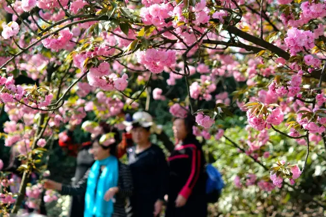 光遇浪漫樱花海怎么去(光遇警惕站姿长什么样)插图6