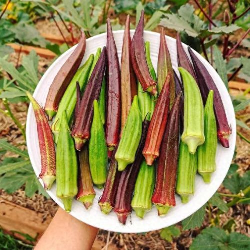 污草莓樱桃丝瓜绿巨人秋葵(樱桃秋葵向日葵)插图3