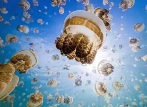 牛奶鱼群汤(牛奶麻酱汤做法大全)插图18 牛奶鱼群汤(牛奶麻酱汤做法大全)插图18