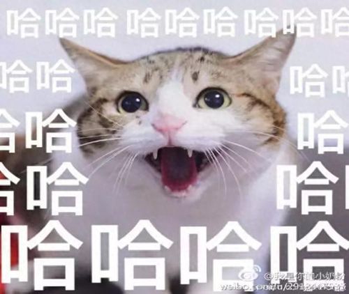 猫为什么能像液体一样缩在盒子里(猫舔到疫苗液体会怎么样)插图1