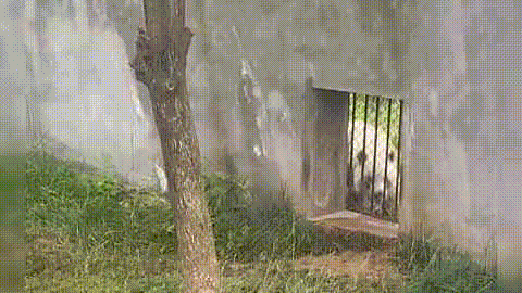 七仔表情(七仔翻白眼照片)插图1 七仔表情(七仔翻白眼照片)插图1