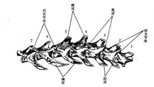 猫为什么能像液体一样缩在盒子里(猫舔到疫苗液体会怎么样)插图12