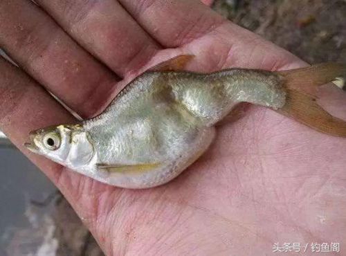 逃离带电水域攻略(逃离碎石河攻略)插图1