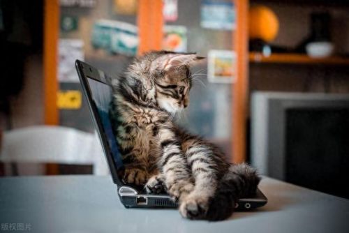 键盘猫(键盘猫怎么设置)插图3 键盘猫(键盘猫怎么设置)插图3