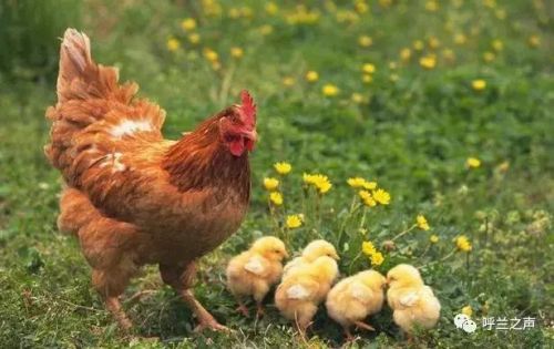 呼兰附近公墓排名前十(呼兰是谁)插图2 呼兰附近公墓排名前十(呼兰是谁)插图2