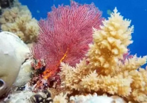 牛奶鱼群汤(牛奶麻酱汤做法大全)插图20 牛奶鱼群汤(牛奶麻酱汤做法大全)插图20