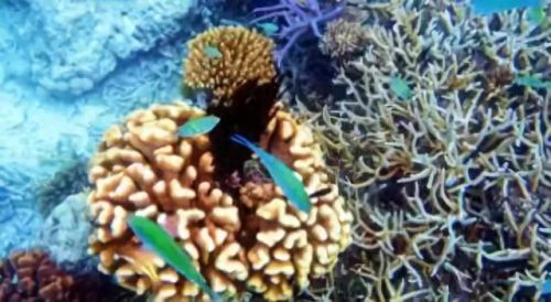 牛奶鱼群汤(牛奶麻酱汤做法大全)插图19 牛奶鱼群汤(牛奶麻酱汤做法大全)插图19