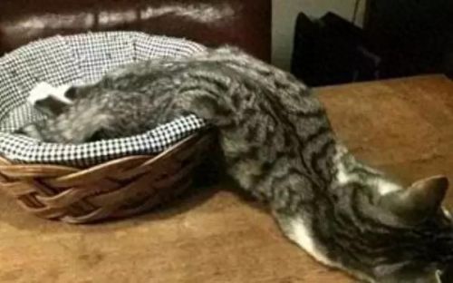 猫为什么能像液体一样缩在盒子里(猫舔到疫苗液体会怎么样)插图13