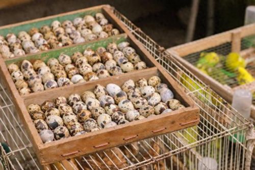 牧场养什么最赚钱(牧场养殖赚钱的app)插图3 牧场养什么最赚钱(牧场养殖赚钱的app)插图3