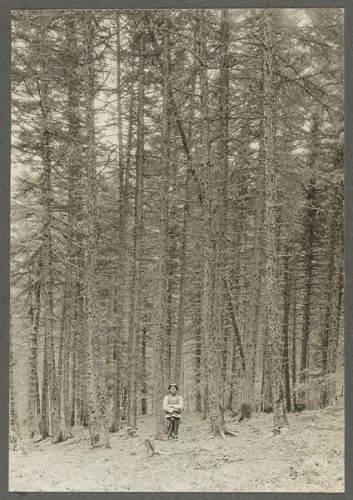 洛克王国紫藤的快速收集方法(洛克王国紫藤可掉落吗)插图35