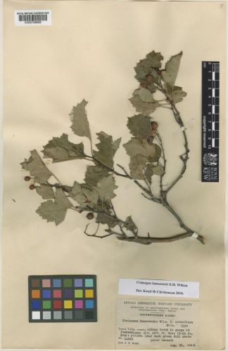 洛克王国紫藤的快速收集方法(洛克王国紫藤可掉落吗)插图37