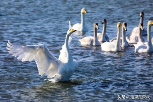 威海荣成温泉排名前十(威海哪个温泉是天然温泉)插图2 威海荣成温泉排名前十(威海哪个温泉是天然温泉)插图2