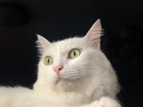 撒娇神器(撒娇魔法棒)插图2