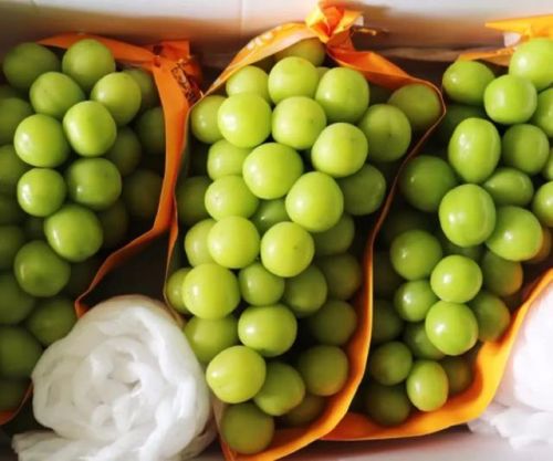 年终水果销量排名前十(什么水果销量最好)插图1 年终水果销量排名前十(什么水果销量最好)插图1