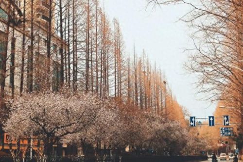 嬉皮猴(嬉皮猴音乐节)插图3