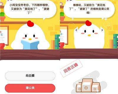哪种植物被称为黄花地丁(中药材黄花地丁)