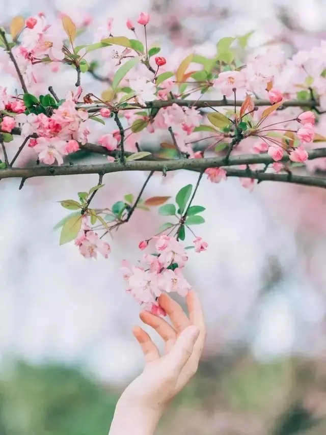 光遇浪漫樱花海怎么去(光遇警惕站姿长什么样)插图4