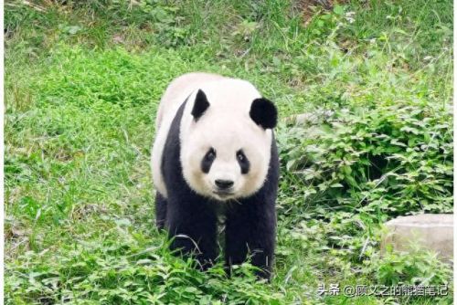 七仔表情(七仔翻白眼照片)插图3 七仔表情(七仔翻白眼照片)插图3