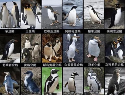 世界上最大的企鹅(小蓝企鹅)插图 世界上最大的企鹅(小蓝企鹅)插图