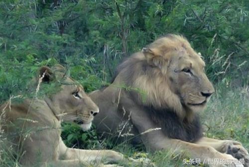 东非雄狮排名前十图片(非洲十大狮王排名)插图2 东非雄狮排名前十图片(非洲十大狮王排名)插图2