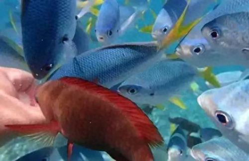 牛奶鱼群汤(牛奶麻酱汤做法大全)插图17 牛奶鱼群汤(牛奶麻酱汤做法大全)插图17