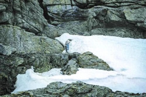 世界上最大的企鹅是什么(世界上最恐怖的企鹅)插图 世界上最大的企鹅是什么(世界上最恐怖的企鹅)插图