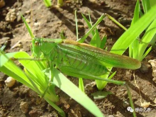 呼兰附近公墓排名前十(呼兰是谁)插图7 呼兰附近公墓排名前十(呼兰是谁)插图7