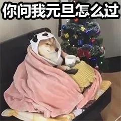 元旦qq表情(元旦快乐兔子表情)插图2