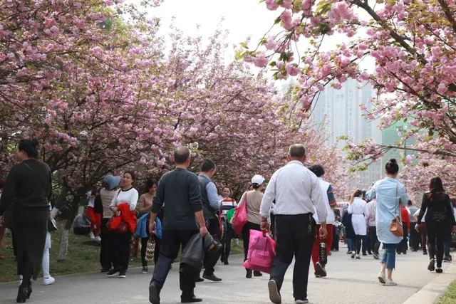 光遇浪漫樱花海怎么去(光遇警惕站姿长什么样)插图2