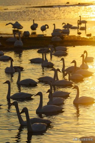 威海荣成温泉排名前十(威海哪个温泉是天然温泉)插图9 威海荣成温泉排名前十(威海哪个温泉是天然温泉)插图9