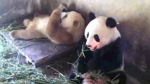 七仔表情(七仔翻白眼照片)插图8 七仔表情(七仔翻白眼照片)插图8