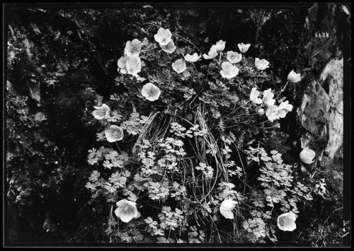 洛克王国紫藤的快速收集方法(洛克王国紫藤可掉落吗)插图39