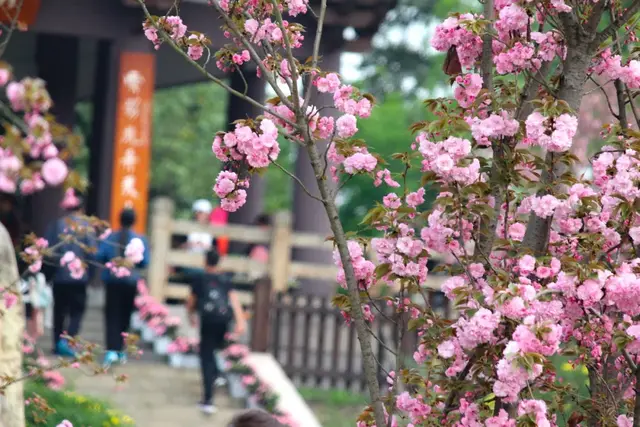 光遇浪漫樱花海怎么去(光遇警惕站姿长什么样)插图1