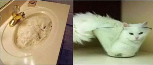 猫为什么能像液体一样缩在盒子里(猫舔到疫苗液体会怎么样)插图3