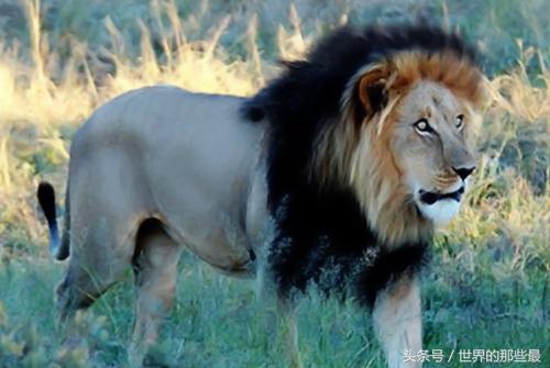 东非雄狮排名前十图片(非洲十大狮王排名)插图4 东非雄狮排名前十图片(非洲十大狮王排名)插图4