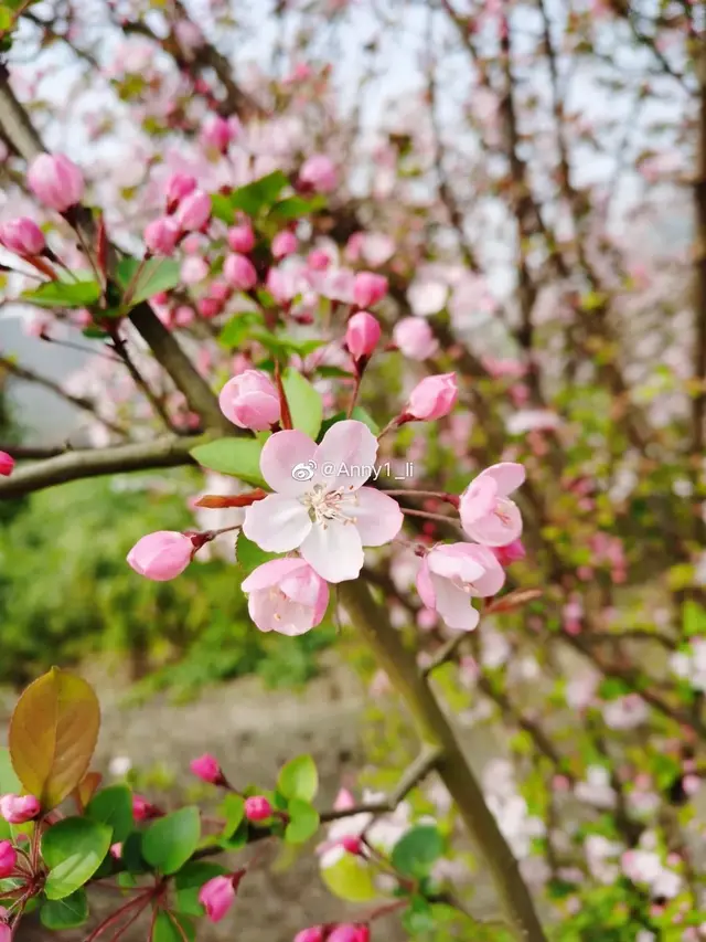 光遇浪漫樱花海怎么去(光遇警惕站姿长什么样)插图5