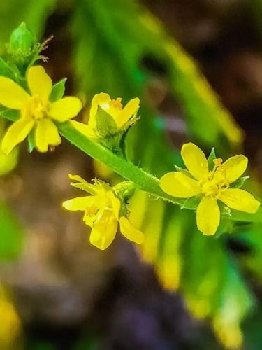 龙齿草(龙齿是什么动物身上的)插图2