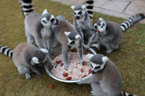 鹰院和蛇院哪个人气高(鹰院和蛇院哪个强)