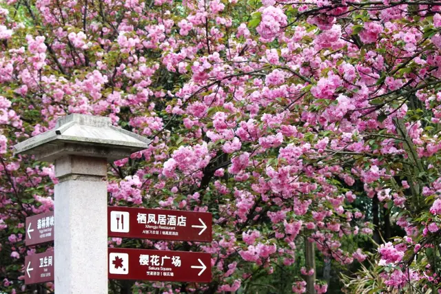 光遇浪漫樱花海怎么去(光遇警惕站姿长什么样)插图3